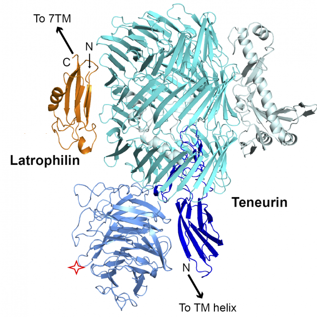 Teneurin
